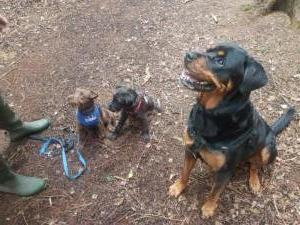 Tern View Kennels