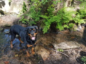 Tern View Kennels